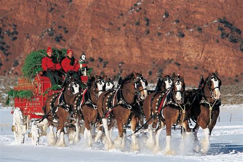 12x18 or 8x12 Classic Budweiser Clydesdale Horse Team in Snow pulling ...