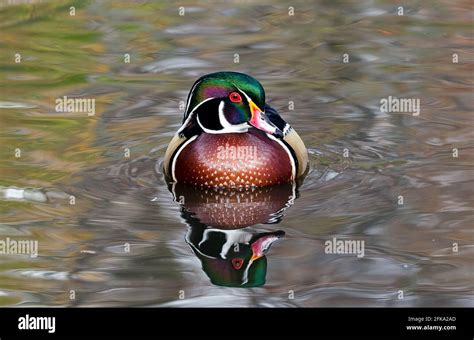 Gorgeous male wood duck in breeding plumage looking to the side with his reflection shown in the ...