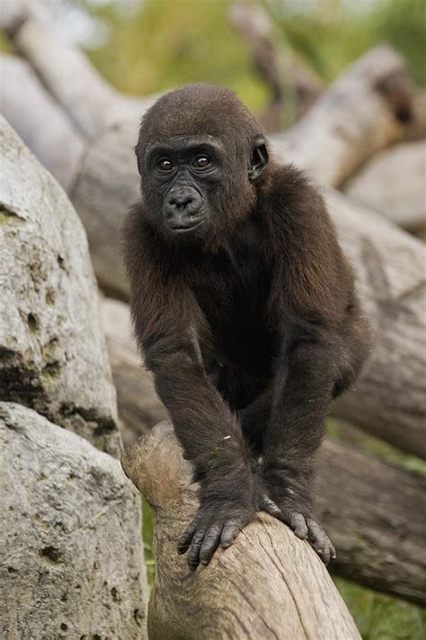 Western Lowland Gorilla Baby Photograph by San Diego Zoo - Fine Art America