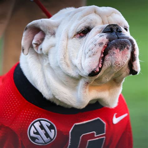 What Is Georgia's Mascot Name? - World Ans