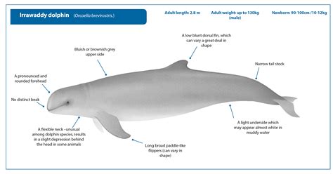 Irrawaddy Dolphin | Whale Watching Handbook