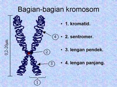 Bagian-Bagian Kromosom - Info Pendidikan dan Biologi