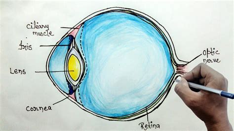 How To Draw Human Eye Structure Draw A Diagram Of The Human Eye As ...