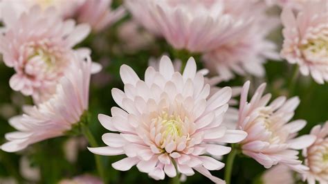 The chrysanthemum culture in Japan: beautiful, auspicious and royal - CGTN