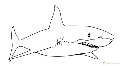 Great White Shark Outline Drawing at PaintingValley.com | Explore ...