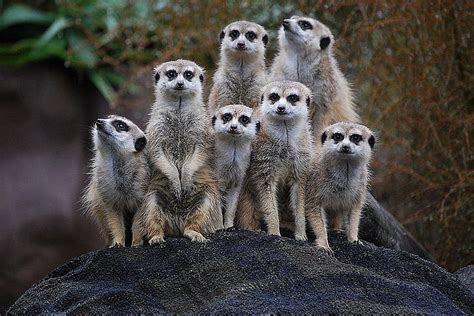 MEERKAT FAMILY, family, meerkats, lookout, hill, HD wallpaper | Peakpx