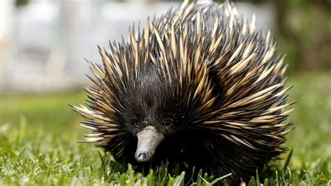 Currumbin Wildlife Sanctuary holds world record for breeding most echidnas, could help other ...