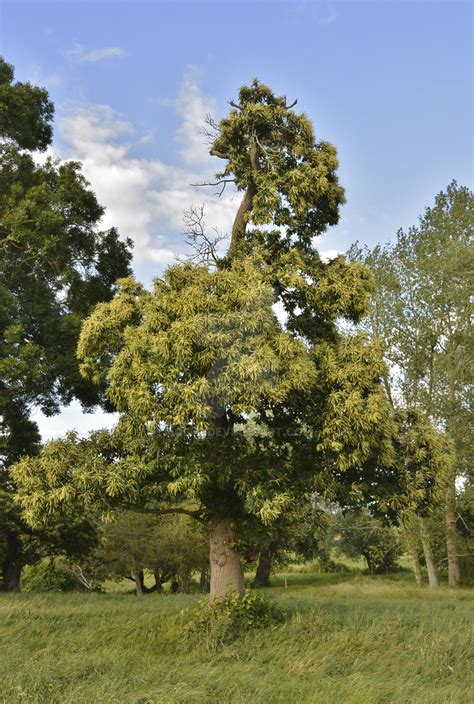 The old chestnut tree in bloom by OLFR on DeviantArt