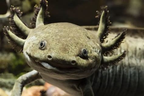 Axolotl Color Morphs: 15 Types With Pictures | Everything Reptiles