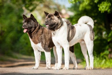 Alaskan Malamute vs Akita: What's The Difference? • helloBARK!