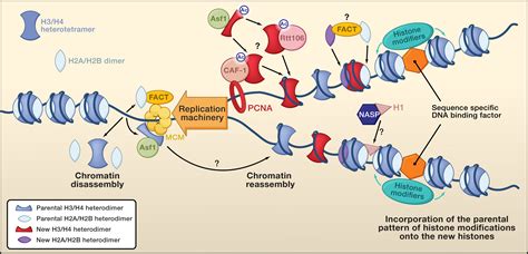 Chaperoning Histones during DNA Replication and Repair: Cell