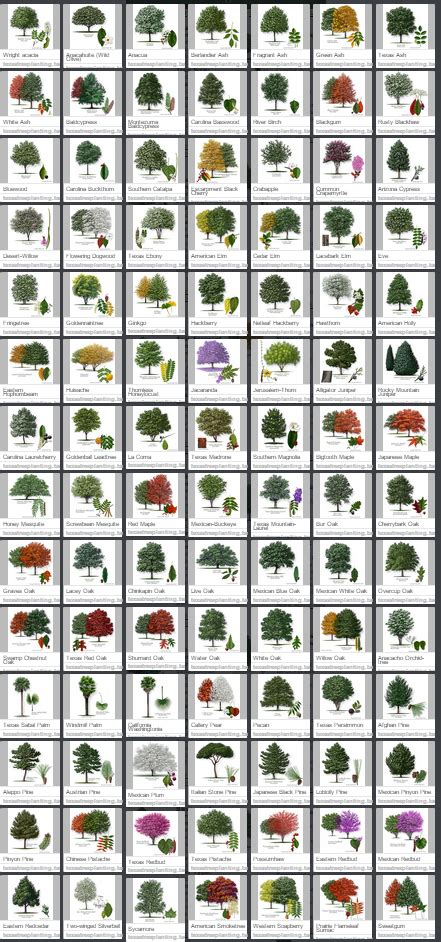 the different types of trees that are on display in this poster, each with their own name