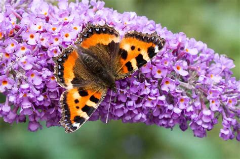 Best 6 Perennial Bushes to Attract Butterflies | Gardener's Path