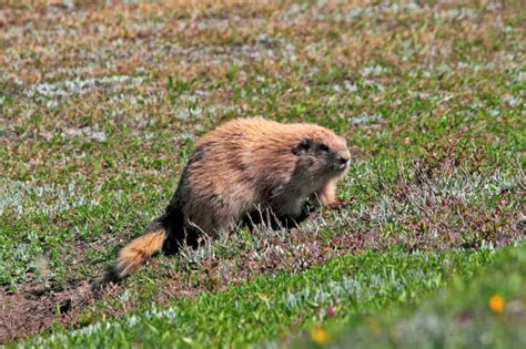 Olympic Marmot – North American Nature