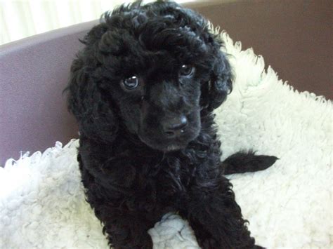 Cavoodle X Miniature Poodle Puppy Black Boy 2023 | lupon.gov.ph