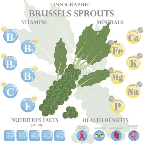 Brussels Sprouts Nutrition Facts and Health Benefits Infographic Stock ...