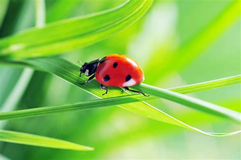 Enemigos naturales de las plagas agrícolas - Plagas Agrícolas y Urbanas