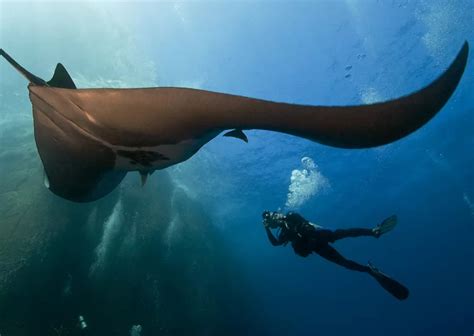 Tagging and Tracking Animals Underwater | Smithsonian Ocean