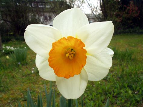 File:White flower with yellow center.jpg - Wikimedia Commons