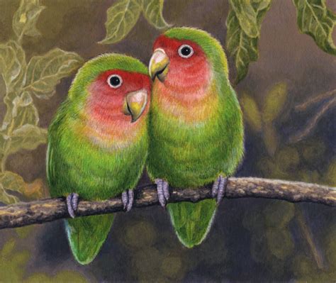 Rosy-Faced Lovebirds by WillemSvdMerwe on DeviantArt