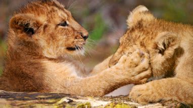 Reproductive System - Lions 101