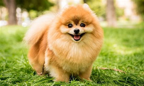 Pomeranian Dog Breed: Characteristics, Care & Photos | BeChewy