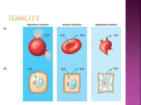 PPT - Chapter 5 PowerPoint Presentation, free download - ID:2152209