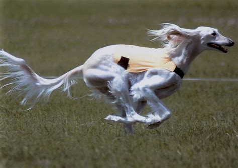 Saluki breeders in Spain