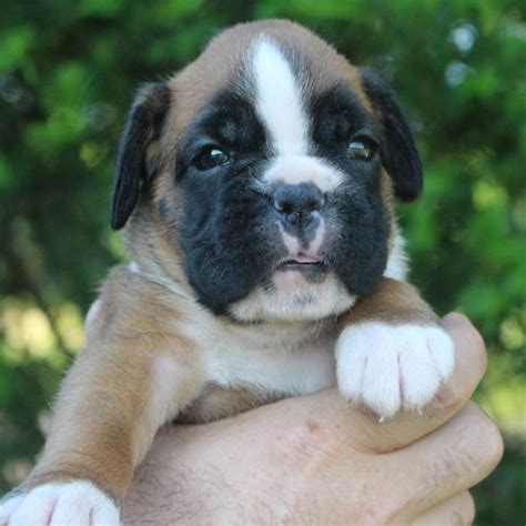 Red female 3 litter-H | Boxer Puppies NorDom Kennel