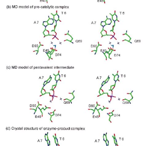 Structures for catalysis by EcoRV. (a) The active site in the B subunit... | Download Scientific ...