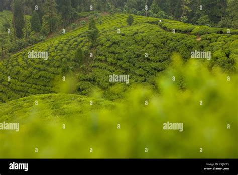 Ilam tea garden farm in Kanyam Illam Stock Photo - Alamy