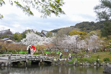 Maruyama Park / Kyoto[La-vie Photography]