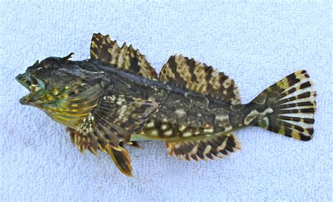 Cabezon_2016.9_Citizens.Dock copy - Pier Fishing in California