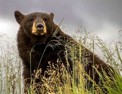 From Afar: Wildlife Photo Contest Winners - VIEWBUG.com