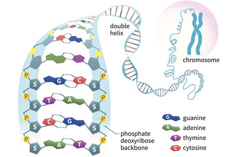 Learn About Nucleic Acids Their Function Examples And Monomers | Hot ...