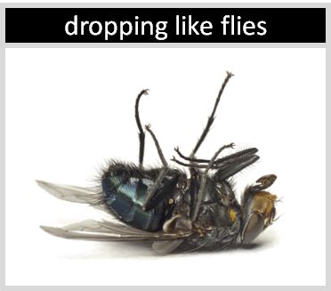 "Dropping Like Flies" | Origin and Meaning