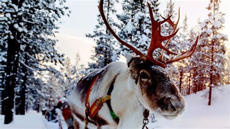 Sami Reindeer Herders in Finnish Lapland: A Short Documentary Film - The Atlantic