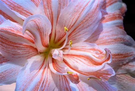 A Bloom a Day - Candy Cane Amaryllis