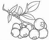 Blueberry Coloring Page sketch template