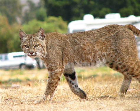 The Bobcat | Animals Lover