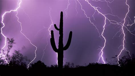 Silhouette of cactus plant, lightning, silhouette, night, nature HD wallpaper | Wallpaper Flare