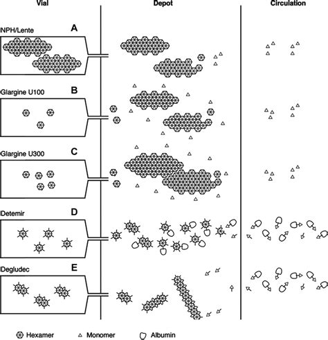 of the mechanism of protraction of insulin action. Insulins vary in the... | Download Scientific ...