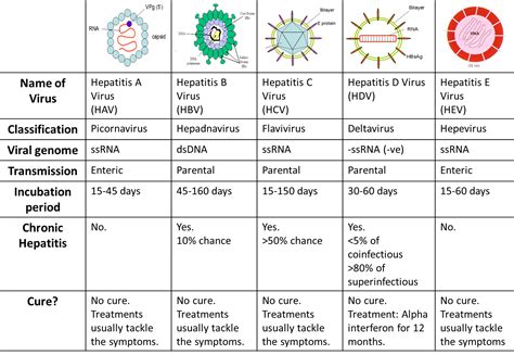 Hepatitis Chart | Hot Sex Picture