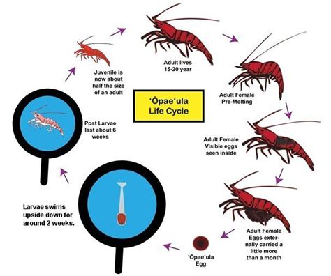 The life cycle and breeding of the Opae ula shrimp. - The Opae ula ...