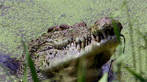 Crocodile Hunting Trips Pondered In Australia | World News | Sky News