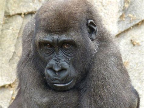 Gorilla Conservation Efforts