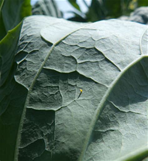 Cabbage Looper, Control | Gardener's Supply