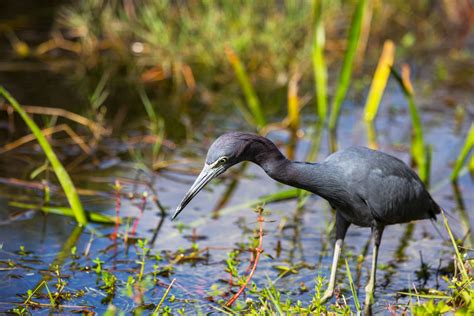 Birds of the Everglades | Wildlife & Preservation | Miami Everglades ...