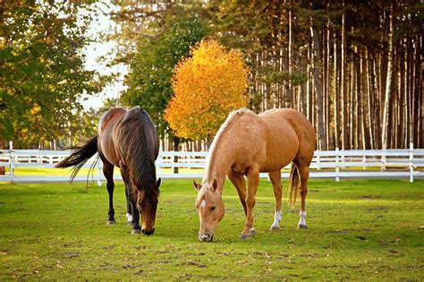 Top 14 Most Popular Horse Breeds in North America – [List] | Mad Barn