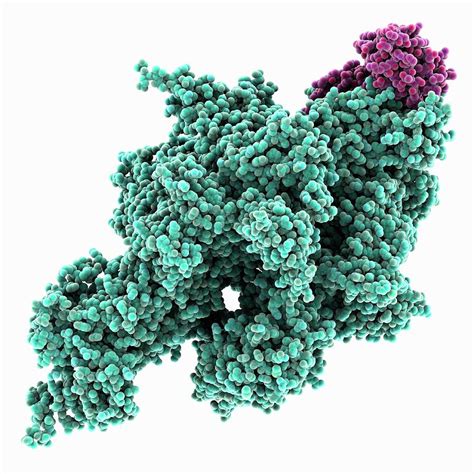 Rna Polymerase Holoenzyme Photograph by Laguna Design/science Photo ...